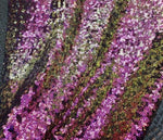 Load image into Gallery viewer, Purple copper green Sequins Dress Gowns Glitz Sequin Spandex Fabric  54"/54" Wide By The Yard
