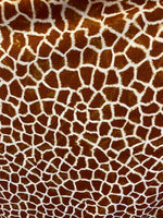 Load image into Gallery viewer, Giraffe 4 way stretch spandex fabric,SOLD BY YARD 60 inches wide

