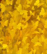 Load image into Gallery viewer, Taffeta Butterfly /on sheer FABRIC /58" Wide by the yard -Yellow
