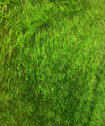 Load image into Gallery viewer, Green feather gold tinsel on mesh fabric per yard 60" wide
