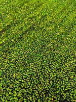 Load image into Gallery viewer, Lime iridescent Sequin Stretch Velvet Fabric – Sparkly Spandex for Dresses, Costumes, Dancewear &amp; Event Decor
